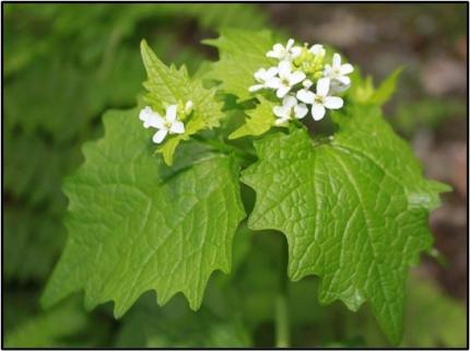 Garlic mustard.