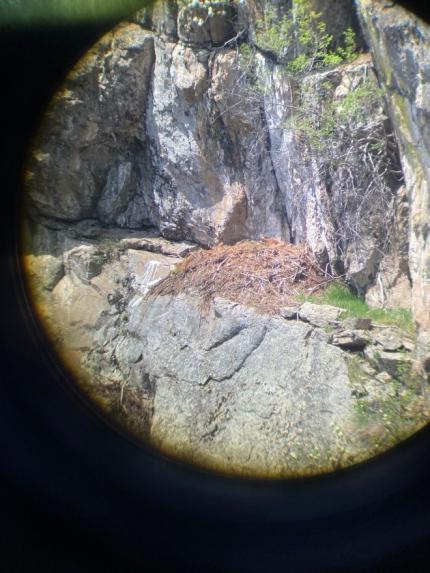 A golden eagle sitting on a nest through a lens.