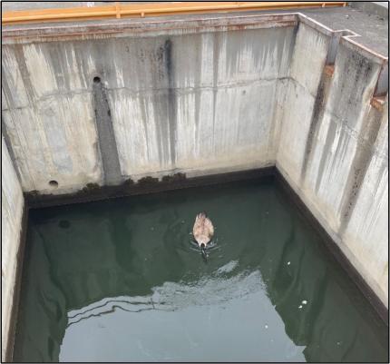 Goose in concrete chamber, with the water level within reach.