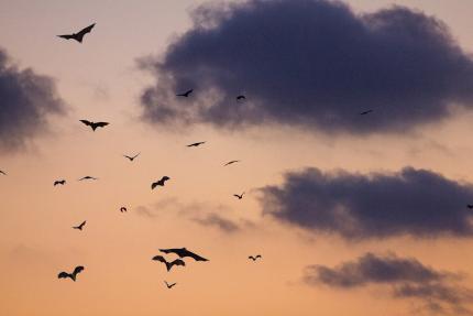 Bats in the night sky