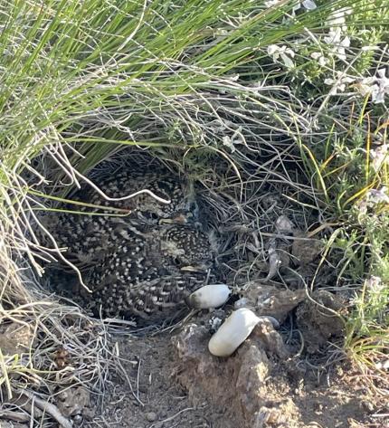 A horned lark with its chicks.