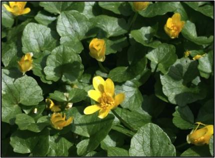 lesser celandine.