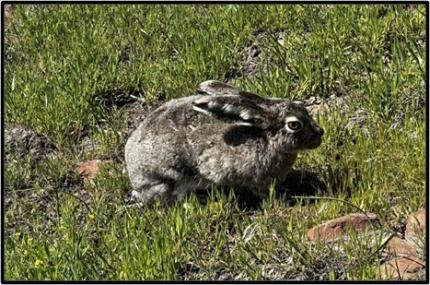 A jackrabbit.