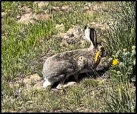 A jackrabbit with its ears up.