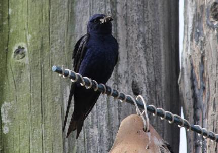 Male purple martin bringing food to young. Photo – Kim Stark.