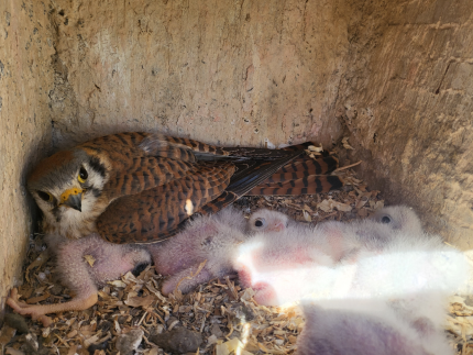 A nesting kestrel with its chicks.