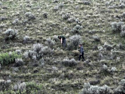 Hamlin and Schneider conducting vegetation monitoring.