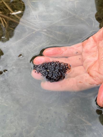 Newly laid Oregon spotted frog eggs