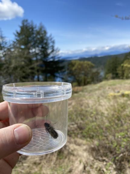 Biologist Licence closely examining a male propertius duskywing. 