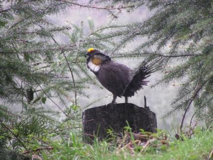 A male sooty grouse hooting