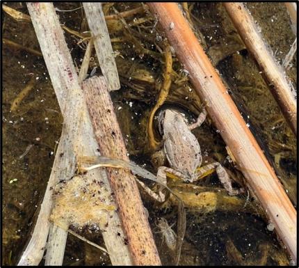 Pacific tree frog. 