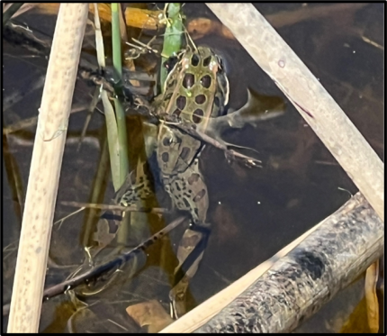 Male green phase Northern Leopard Frog.