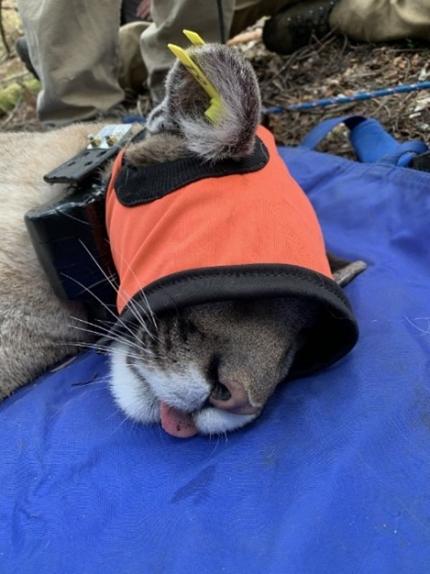 A collared cougar.