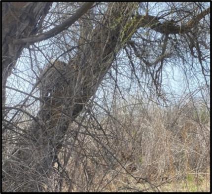 Bonus find! Caught a porcupine climbing up a tree while conducting egg mass surveys. 
