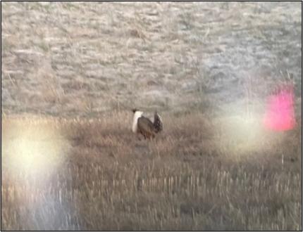 Photos of male greater sage-grouse displaying at their leks, and the beautiful sunrises following.