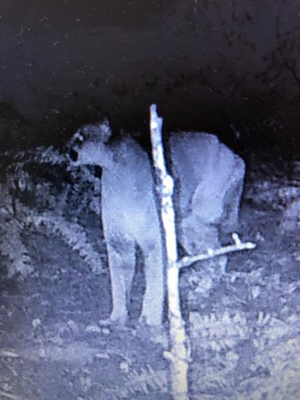 Three-legged cougar reported in King County.