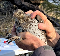 A female sharp-tailed grouse with her new leg band and radio transmitter. 