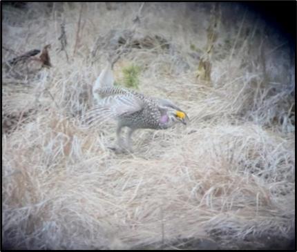 Sharp-tailed grouse males performing their lek display.