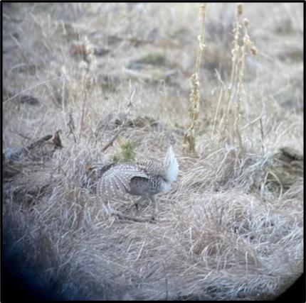 Little is known about waterfowl in the Pend Oreille Valley. The Kalispel  Tribe is trying to change that