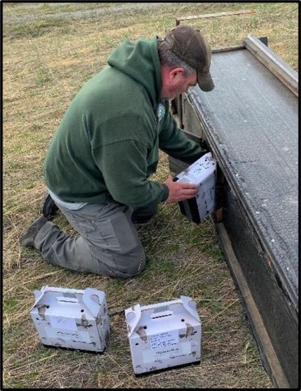 Manager Dupont adding grouse to the release pen. 