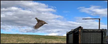 Sharp-tailed Grouse flying out of release pen. 