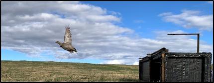 Sharp-tailed Grouse flying out of release pen. 