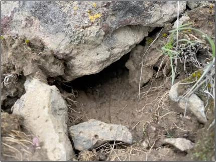 The presence of fresh Washington ground squirrel scat at a burrow confirms occupancy..