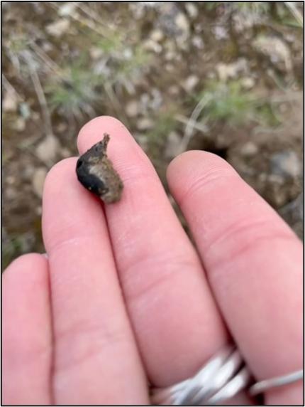 The presence of fresh Washington ground squirrel scat at a burrow confirms occupancy.