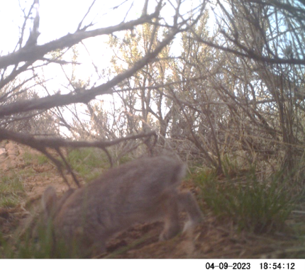 This is a young mountain cottontail. See the white tail? 
