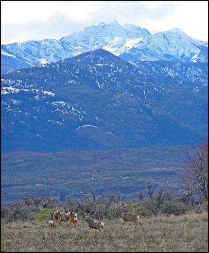 Mule deer on spring range in the Methow.