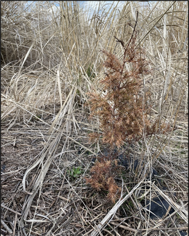 A young juniper near struggling to survive at a habitat planting site. 