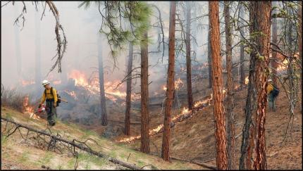 Prescribed burn members stripping forested portions of the burn unit with drip torches. 
