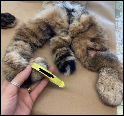 Photo of completed seal on the pelt of a harvested bobcat. 