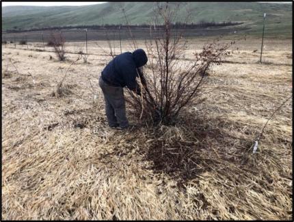 Staff member Rise cutting and removing damaged limbs from a native shrub planted along Scotch Creek.