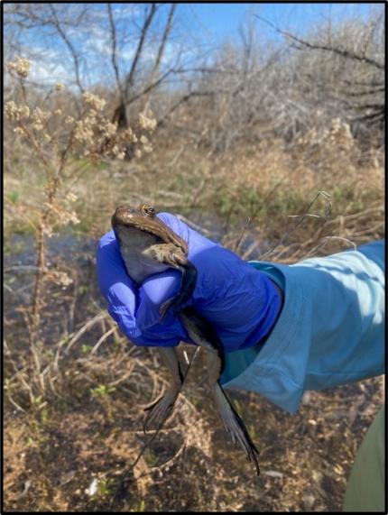 A female northern leopard frog.