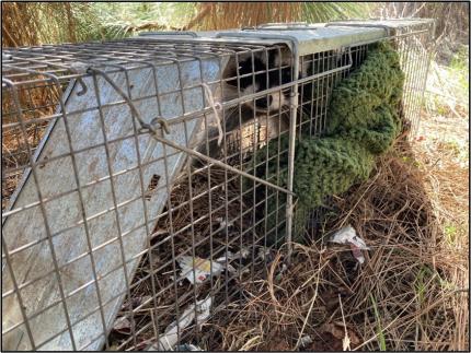 Raccoon in a live trap just prior to release.