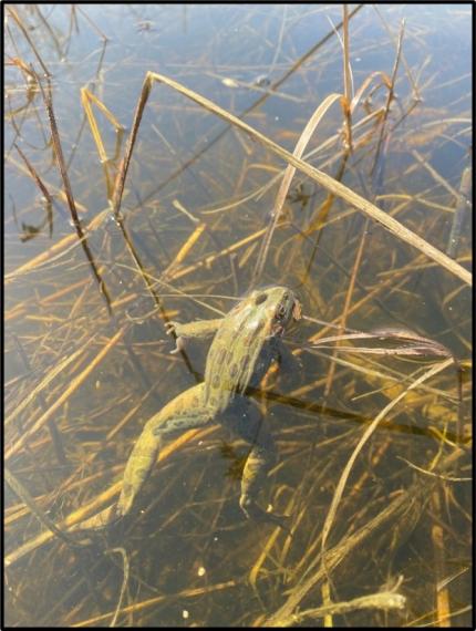 A male northern leopard frog. 