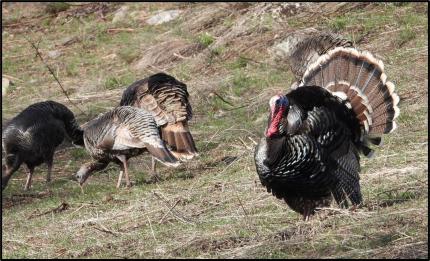 Spring turkey season is well on its way in the Methow. 