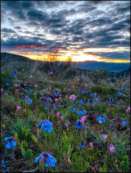 Bluebells and shooting stars near Tonasket. 