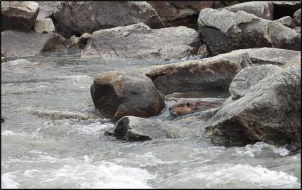 A beaver picking its way through a rocky rapid on the Chewuch River.