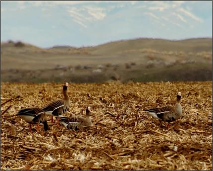 White-fronted Geese feeding east of Potholes Reservoir.