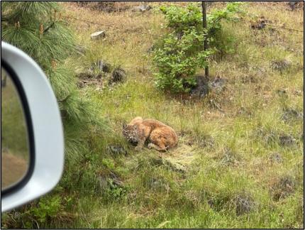 Injured bobcat. 