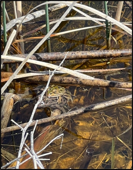 Male and female clasped Northern Leopard Frog.