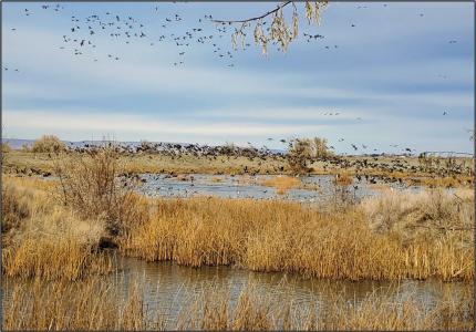 Large concentrations of ducks, geese, and swans using new excavations.