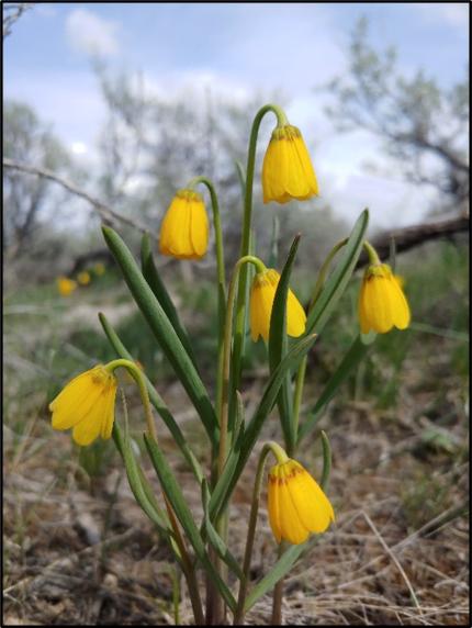 *Yellowbells bring a pop of color to the sagebrush steppe. 