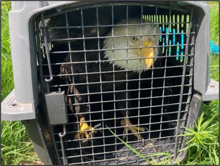 Injured bald eagle.