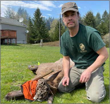 Biologist Holman preparing to remove the entangled material.