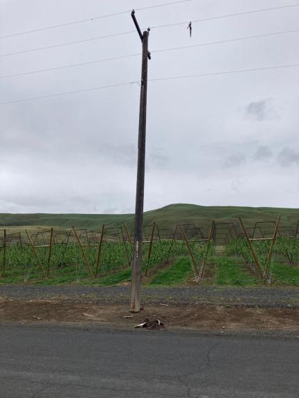 A dead bald eagle next to a pole.