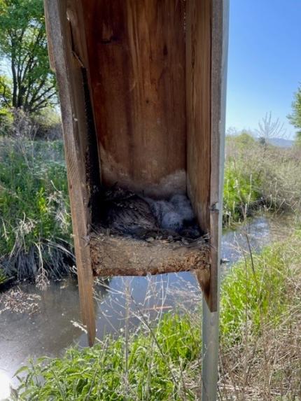 Screech owls nesting in a box.