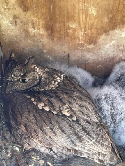 Screech owls in a nesting box.